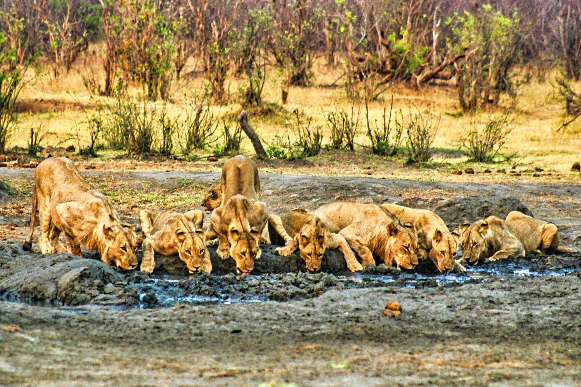 Room In Villa - Zambezi Family Lodge - Elephant Room Victoriawatervallen Buitenkant foto